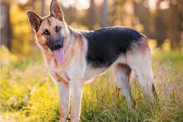 This breed is known for shedding, so frequent brushing is recommended. Photography ©Charlotte Reeves Photography.