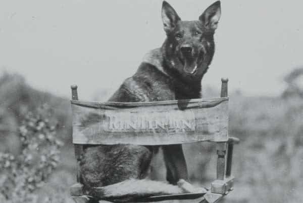 Rin Tin Tin was one of the most popular GSD movie stars in history. Photography bum | Alamy Stock Photo.