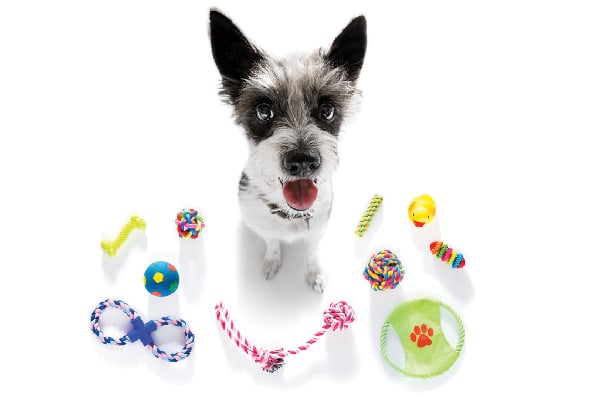 A dog surrounded by dog toys.