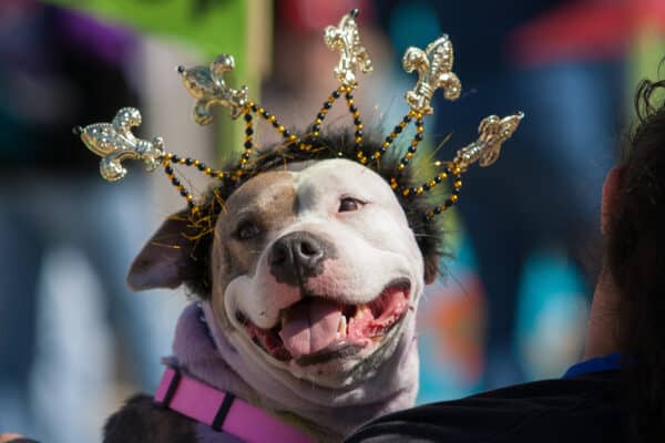 The Krewe of Barkus and Meoux holds its annual Pet Parade Sunday, February 24. Thousands of costumed pets and their owners gather to compete in costume contests and walk in a giant pet parade.