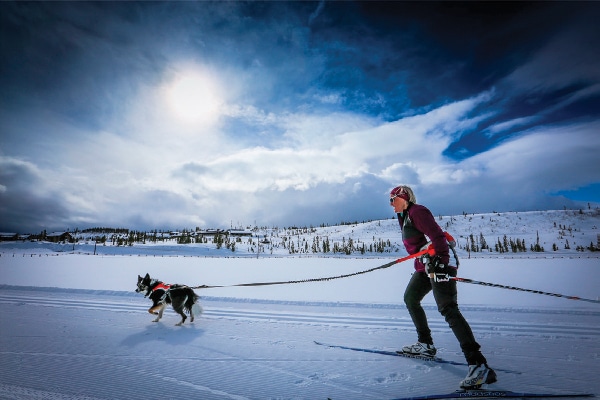 Take your dog along for a skijoring adventure at Devil’s Thumb Ranch where dogs on leashes are welcome on the dog-friendly trails, and dogs can stay in select dog-friendly cabins.