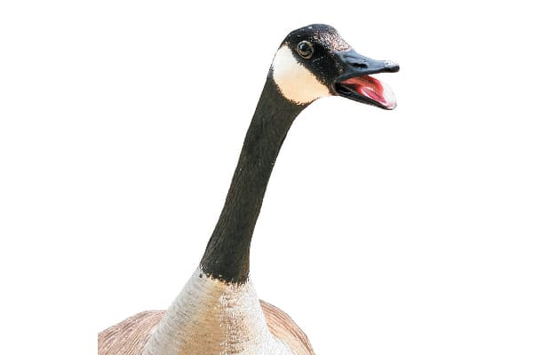 If you’ve ever heard a goose honking, then you are familiar with the sound of a collapsing trachea.