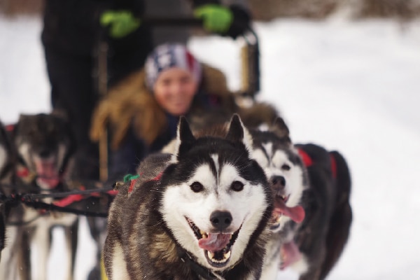 There must be at least 12 inches of packed snow on the ground for dog sledding at the Mountain View Grand Resort. If there’s too little snow, the Resort will switch to rolling rig rides (on wheels instead of sleds).
