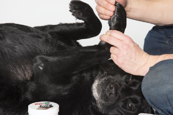 $11.95/small; $18.85/large. PawZ Max Wax; pawzdog boots.com