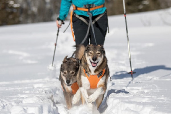 Ruffwear Omnijore Joring System; ruffwear.com