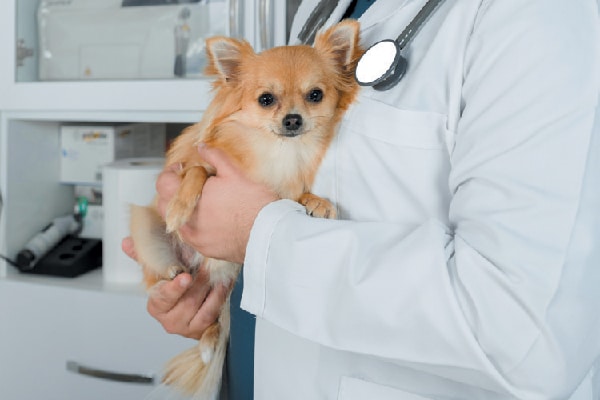 A small dog at the vet. 