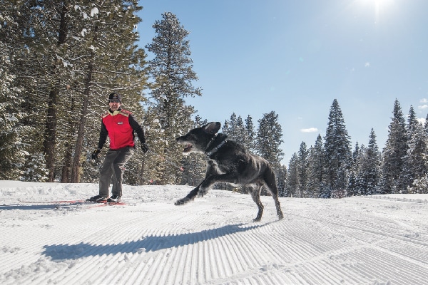 Dogs are allowed on the Tamarack Nordic Trail system, which offers a variety of trails winding through open meadows and forested paths.