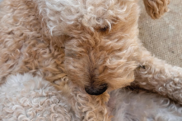 A curly dog chewing his feet. 