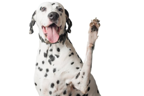 A Dalmatian raising his paw or feet. 