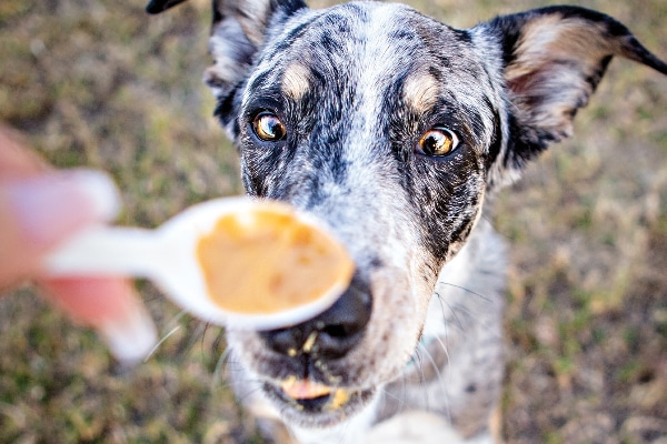 A dog getting a spoonful of pumpkin. 