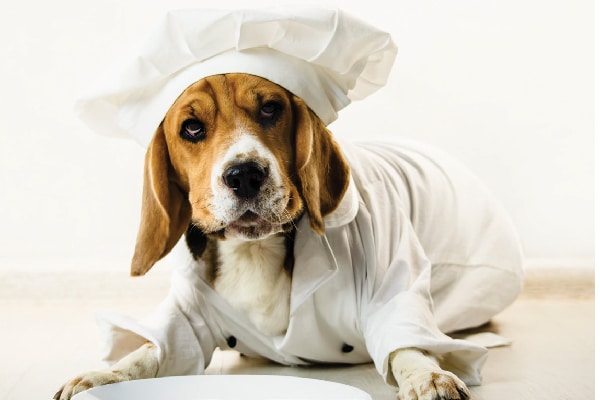 A dog in a chef's hat. 