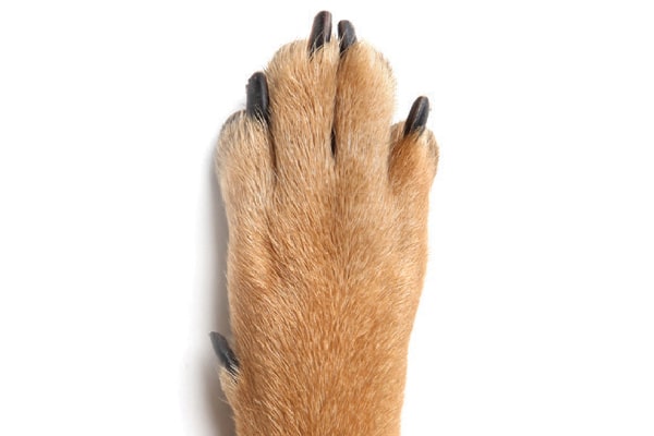 A dog paw.