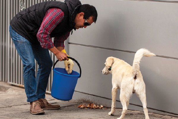 Ferchy’s organization feeds nearly 1,000 stray dogs a day. 