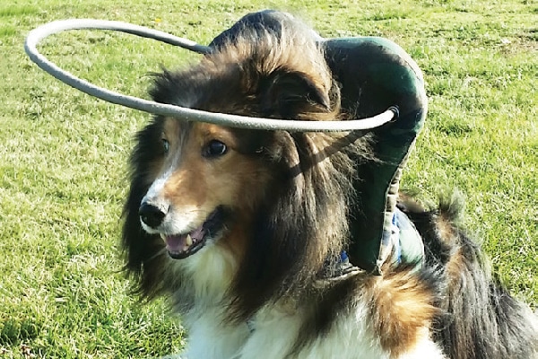 Muffin’s Halo helps keep sight-impaired dogs from bumping into things. 