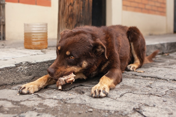 One of Bolivia's street dogs. 