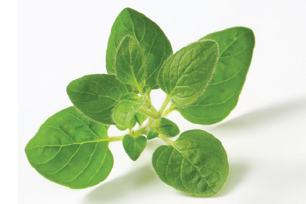 Oregano oil for dogs.