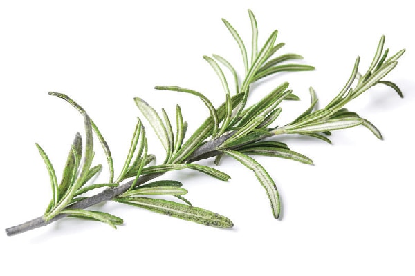 Rosemary is among the beneficial herbs for dogs.