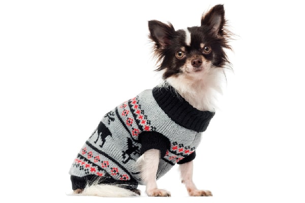 A dog in a Fair Isle sweater.
