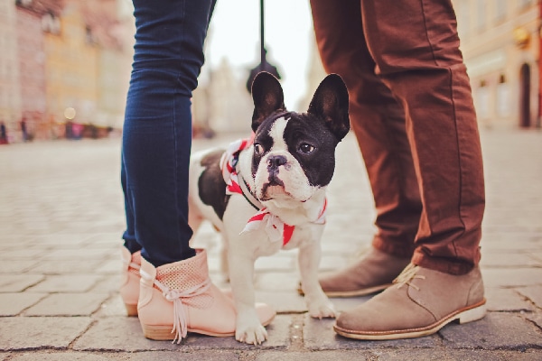 A dog on a city sidewalk. 