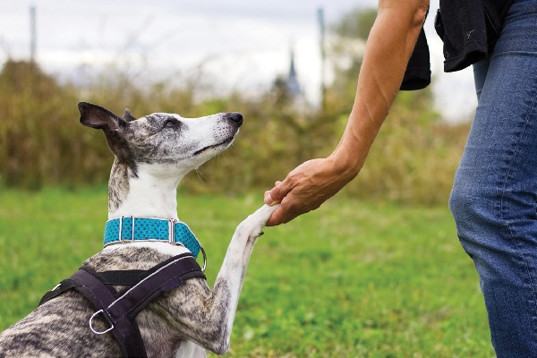 A man holding a dog's paw. 