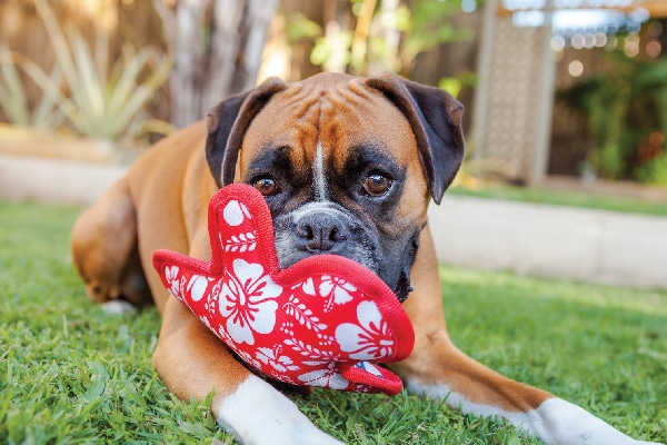A Boxer playing with a toy.