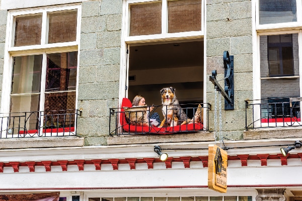Dog on an apartment balcony.