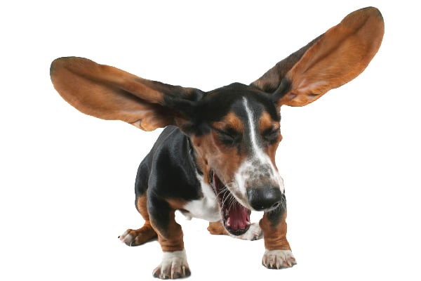 A dog sneezing with his ears flying back. 