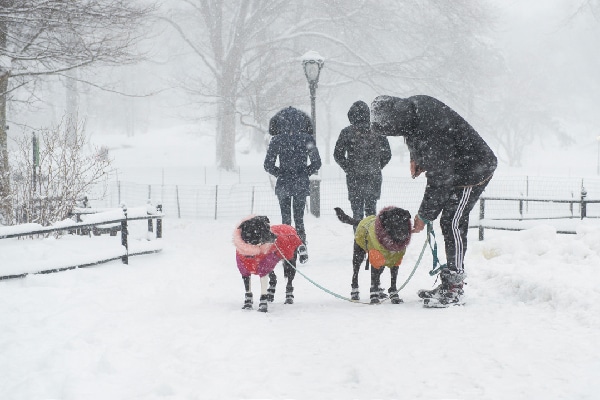 Dogs being walked in the winter, in a snowstorm.