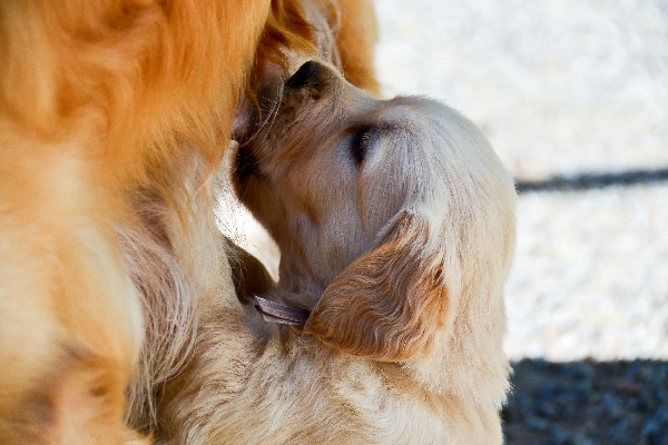 A puppy nursing on a mother dog. 