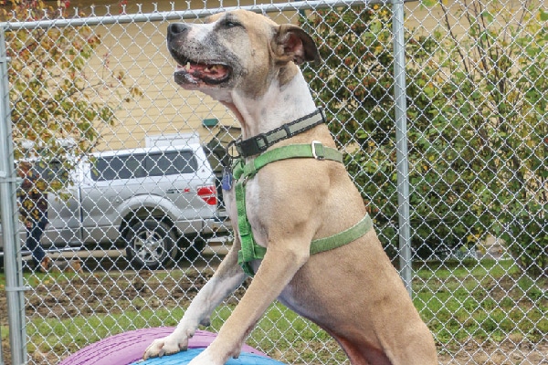Survivor dogs playing in the new play yard with new agility equipment built by RedRover and GreaterGood/Safe Haven.