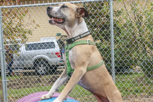 Survivor dogs playing in the new play yard with new agility equipment built by RedRover and GreaterGood/Safe Haven. 