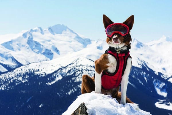 Henry, Avalanche Rescue, Superpower Dogs/©Phil Tifo for Cosmic Picture Ltd.