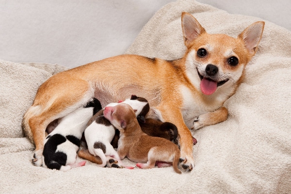 Happy mother dog nursing her newborn puppies.