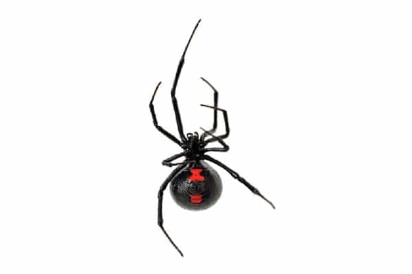 Black widow spider.