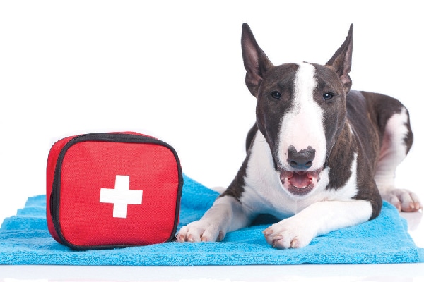 Dog with an emergency first aid kit. 