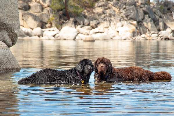 Newfoundlands can excel at swimming due to their muscular build, thick double coat, webbed feet and innate swimming ability.