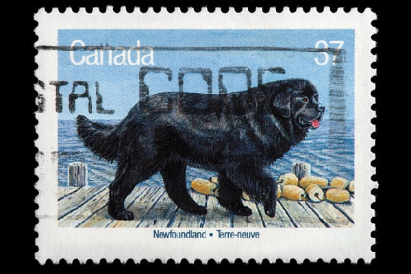 Newfoundland dog on a Canadian stamp. 