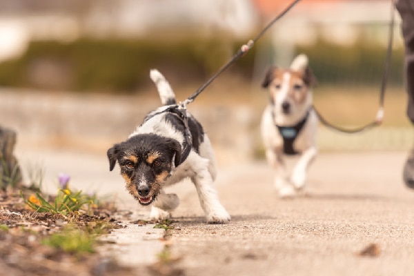 Two dogs on a leash, one excitedly running ahead. 