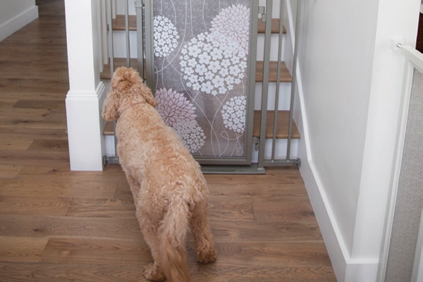 Fusion Gates for Pet Safety
