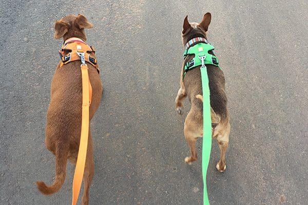 Dogs can sometimes be reckless if they aren't given enough exercise during the day. We walk Tampa and Justice three times a day, once before bedtime. Photo courtesy Melissa Kauffman.