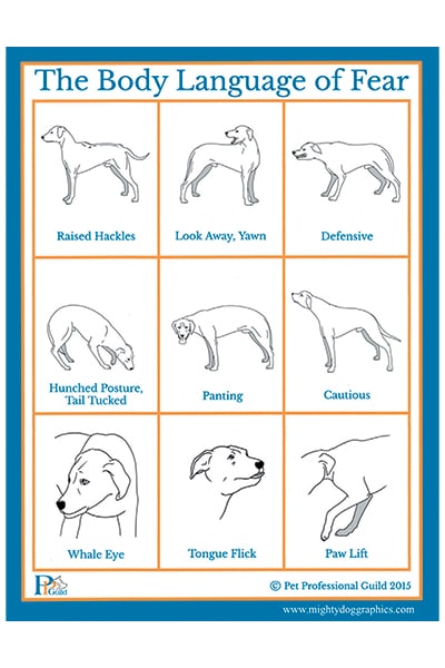 Use this helpful chart when looking for signs of fear in your dog. Photography by : ©Denise O'Moore | Mighty Dog Graphics