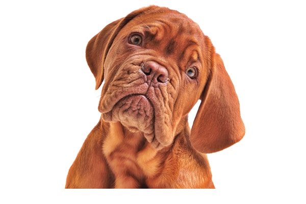 Make sure to ask the right questions to keep your dog safe! Photography by: ©vitalytitov | Getty Images