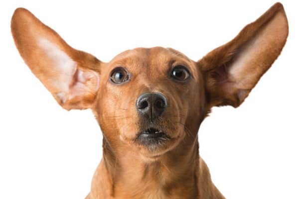 Ears up — it's National Dog Day! Photography by: ©mrPliskin | Getty Images