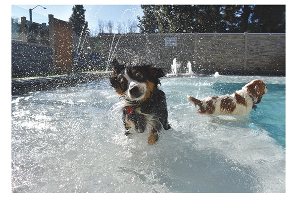  Keep your pets cool and active this summer season by taking them to the swimming pool!