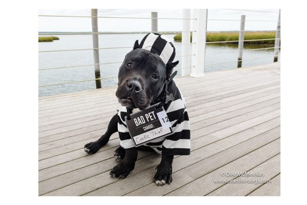 The Barking Beauty Pageant canine contestants compete in Photogenic, Activewear, Glamourwear and Talent, for the chance to win a Crown, Medals, Banners, and beautiful gifts from the event Sponsors, all while contributing to worthwhile causes.