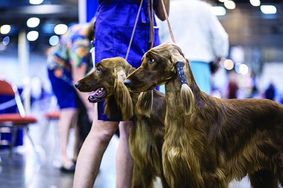 Don't miss out on the Houston World Series of Dogs Shows taking place in Houston, Texas' NRG Center.