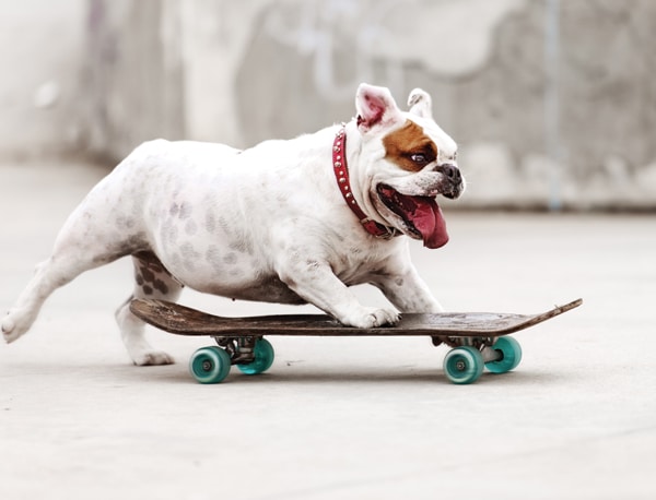 Dog on skateboard