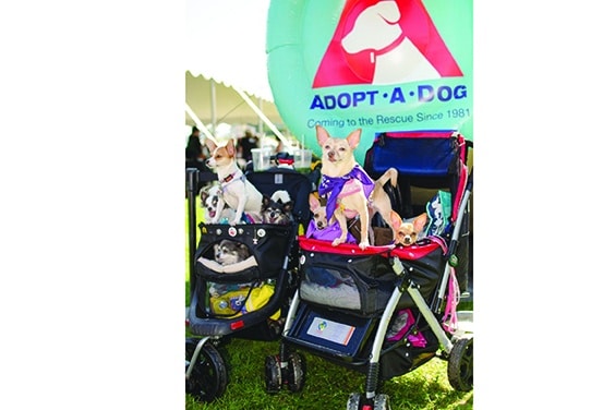 This New York tri-state area festival for pets and the people who love them in Greenwich, CT, benefits dogs living at Adopt-a-Dog. 