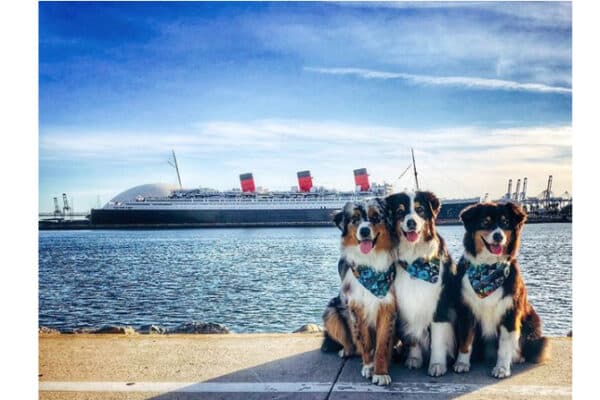 The Queen Mary invites all of Southern California to Long Beach to play, pamper and pose at the all-new Doggie Paradise for an afternoon of four-legged fun.