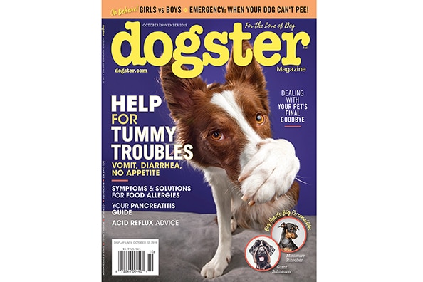 Check out the October/November 2019 issue of Dogster magazine for all your pet's tummy troubles.